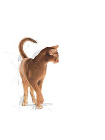 FHN EXIGENT33 AROMATIC_web3